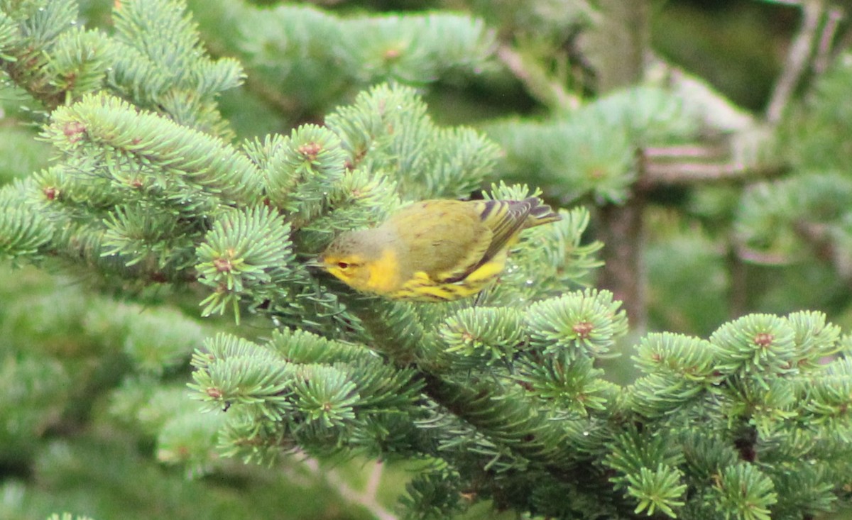 Cape May Warbler - ML259674941