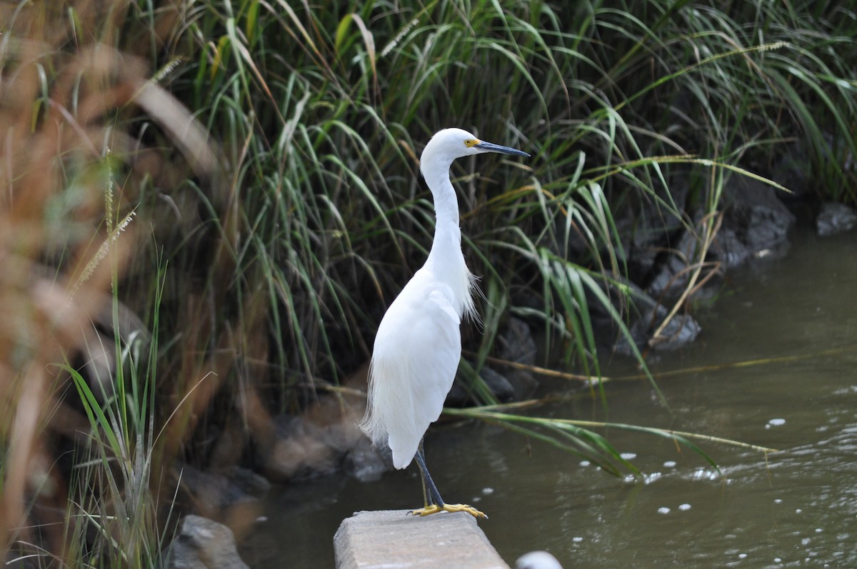 Snowy Egret - Debbie Dunn