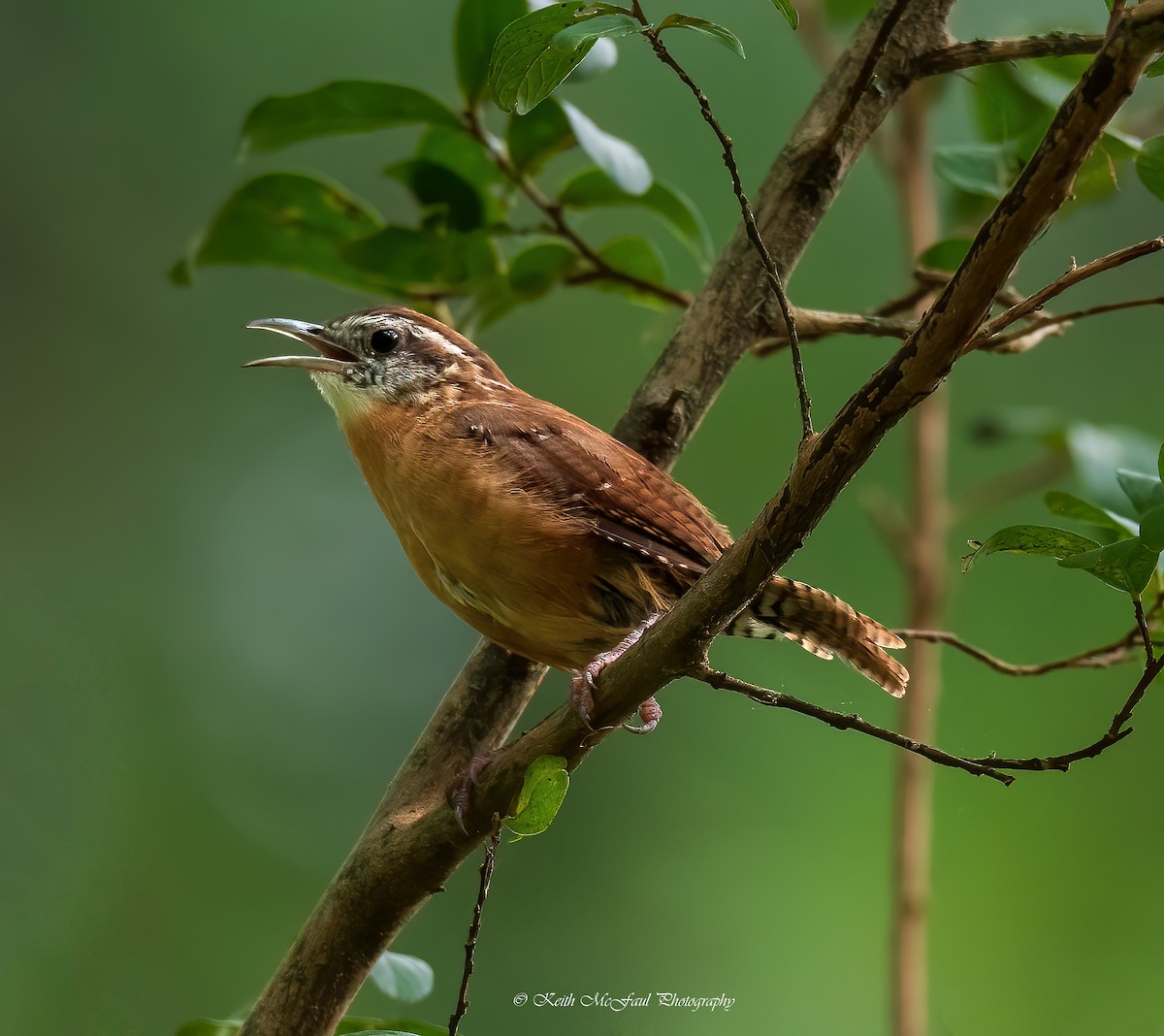 Carolina Wren - Keith McFaul