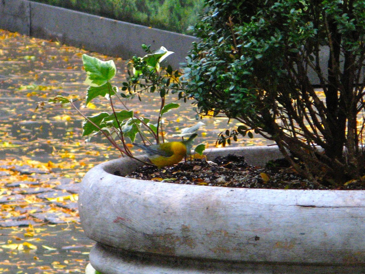 Prothonotary Warbler - ML259679141