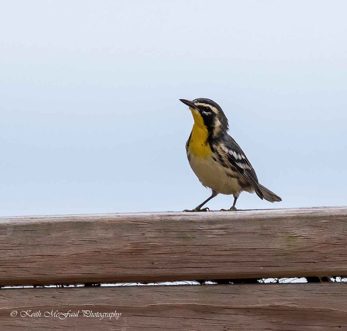 Yellow-throated Warbler - ML259679251