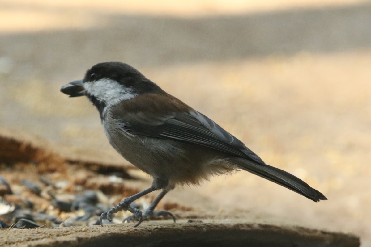 passerine sp. - ML259679691