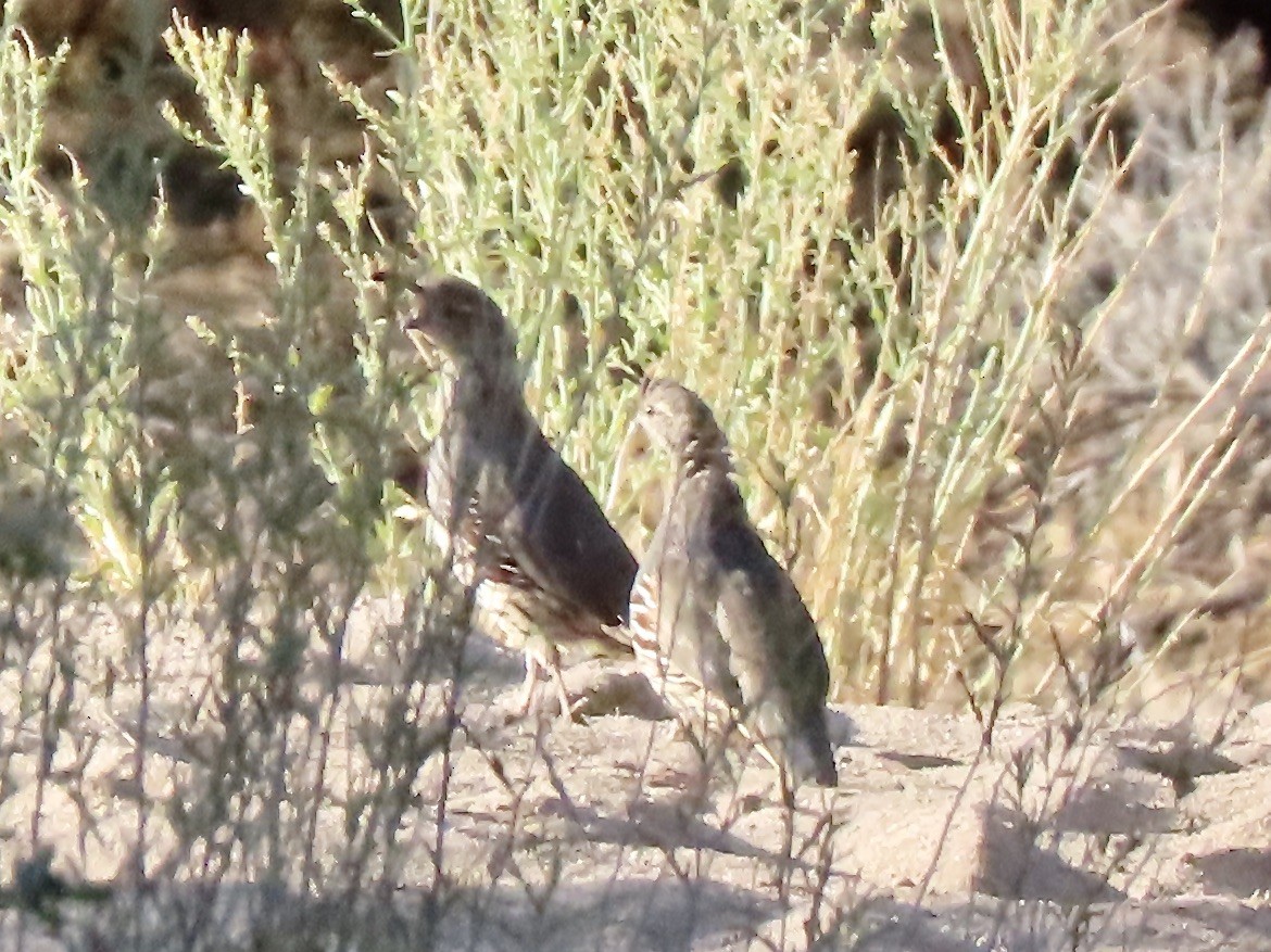 Gambel's Quail - ML259680451