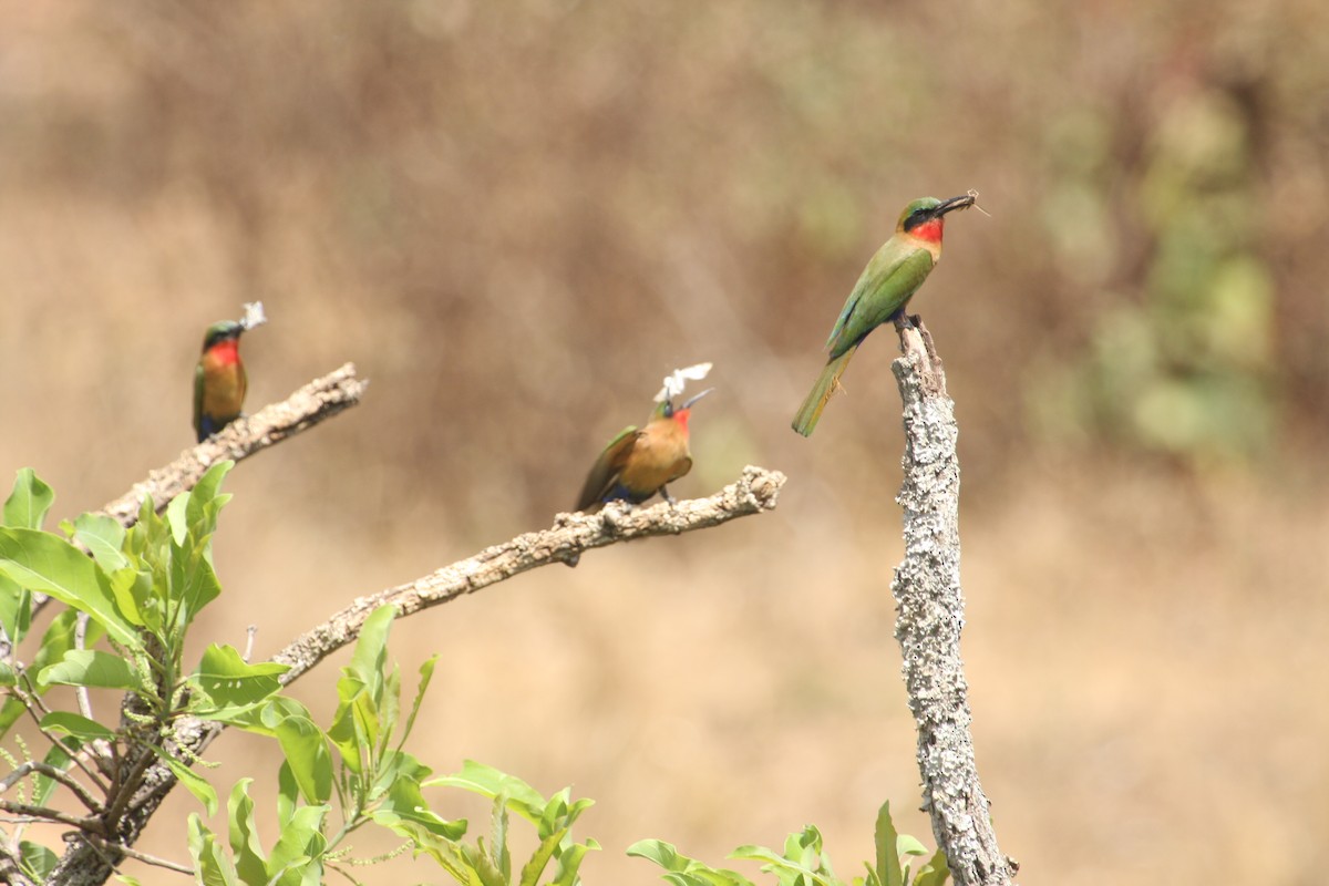 Red-throated Bee-eater - Joelle Buffa Clyde Morris