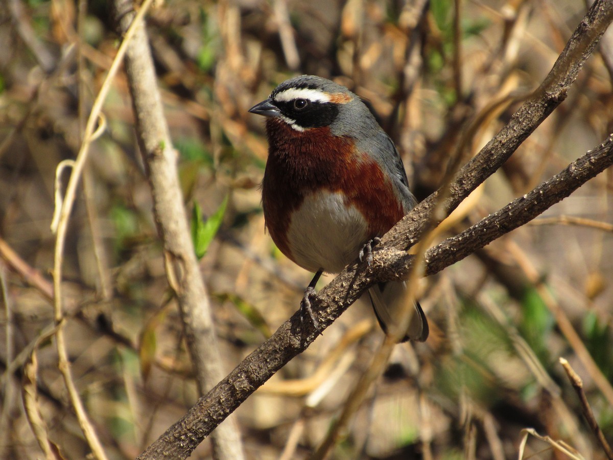 Black-and-chestnut Warbling Finch - samuel olivieri bornand