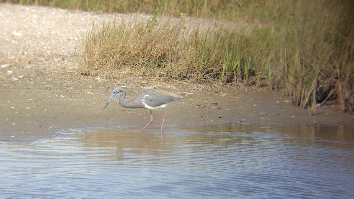 Tricolored Heron - Chris Wiley