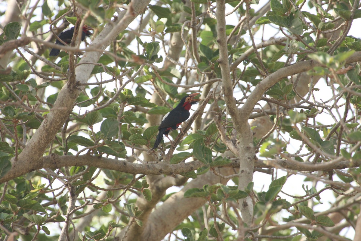 Vieillot's Barbet - ML259682461