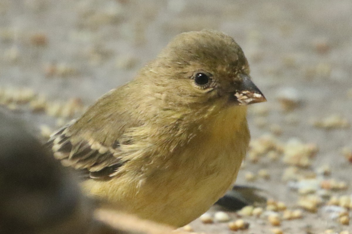 passerine sp. - David Yeamans