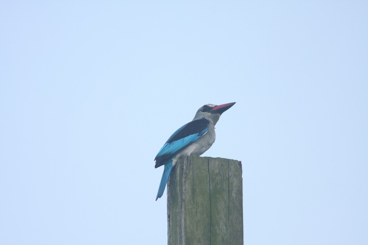 Woodland Kingfisher - ML259683331