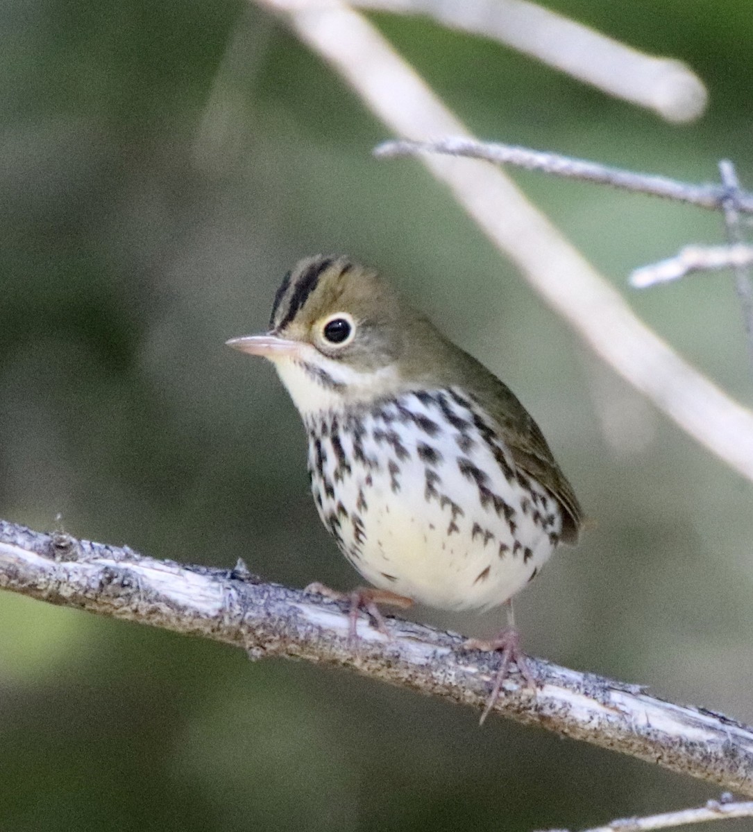 Ovenbird - ML259683621