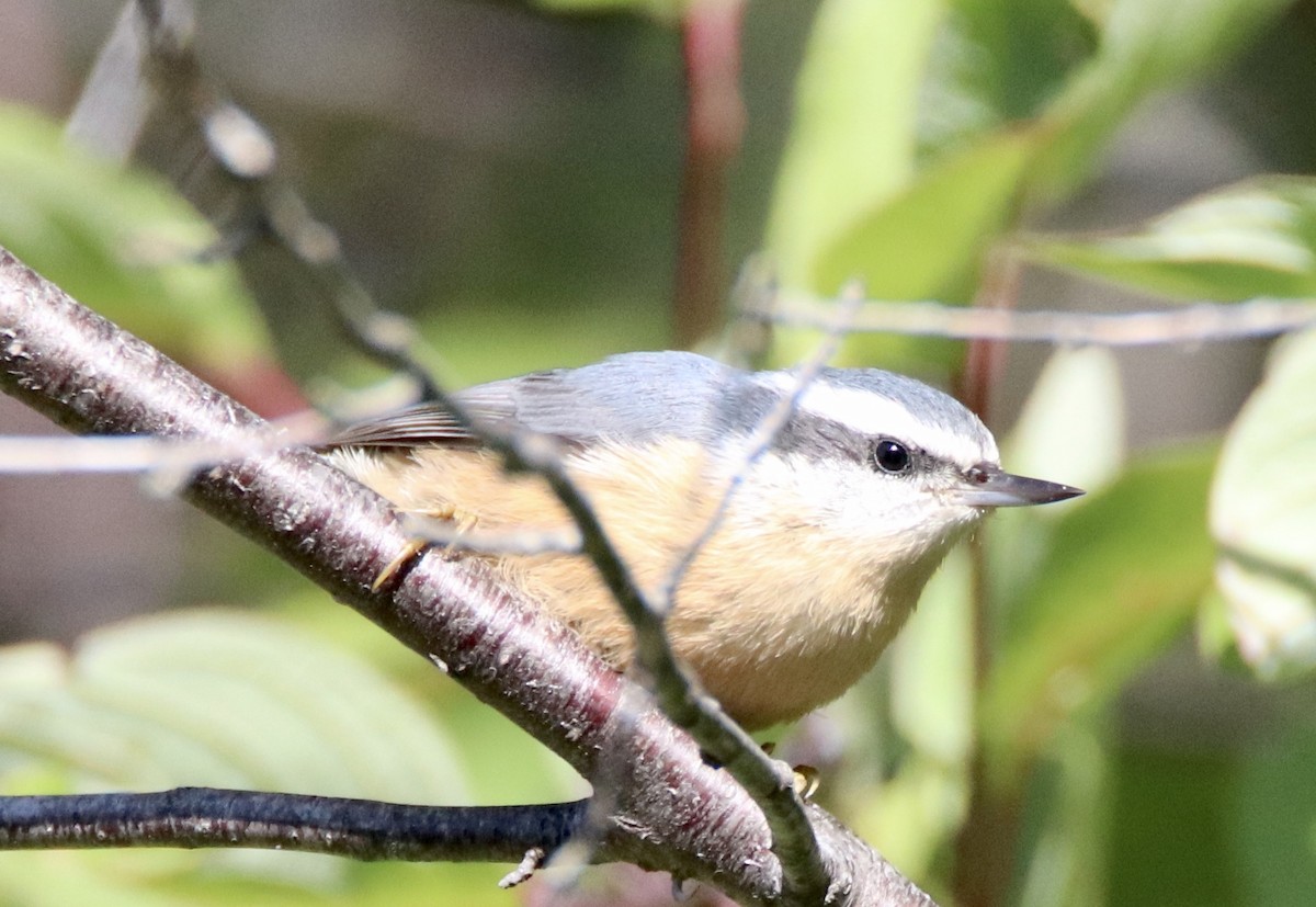 Red-breasted Nuthatch - ML259683951