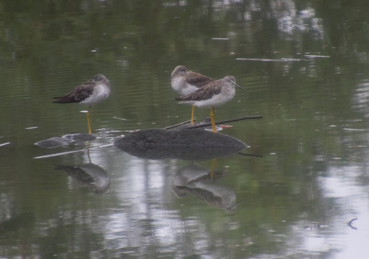 Greater Yellowlegs - ML259690651