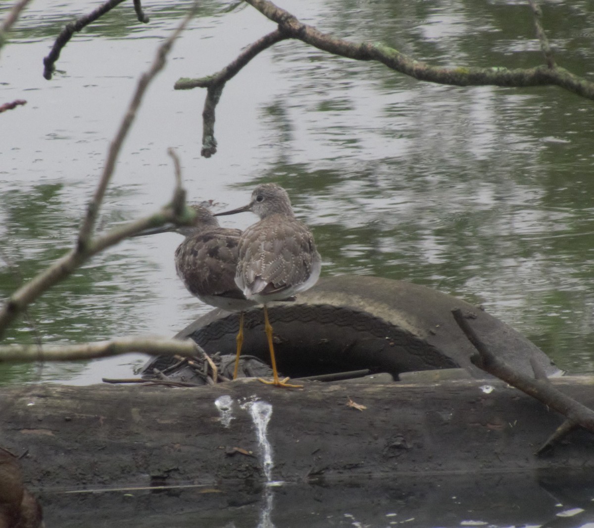 Greater Yellowlegs - ML259690661