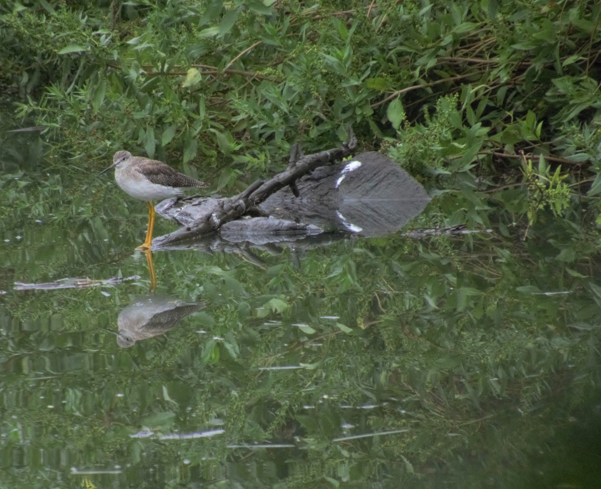 Greater Yellowlegs - ML259690821