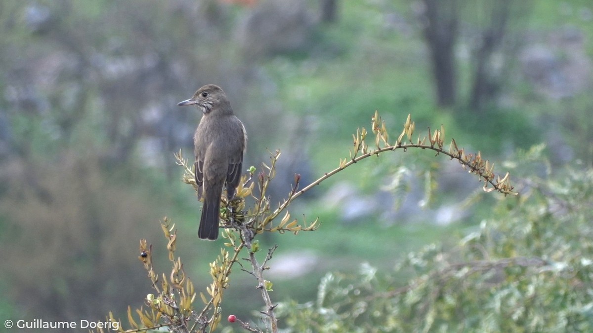 Great Shrike-Tyrant - ML259691421