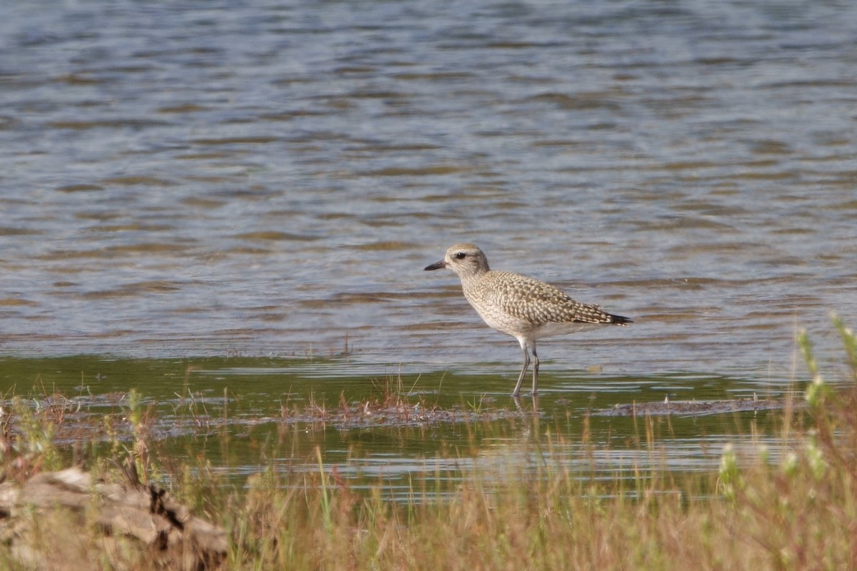 Black-bellied Plover - Merle Nisly