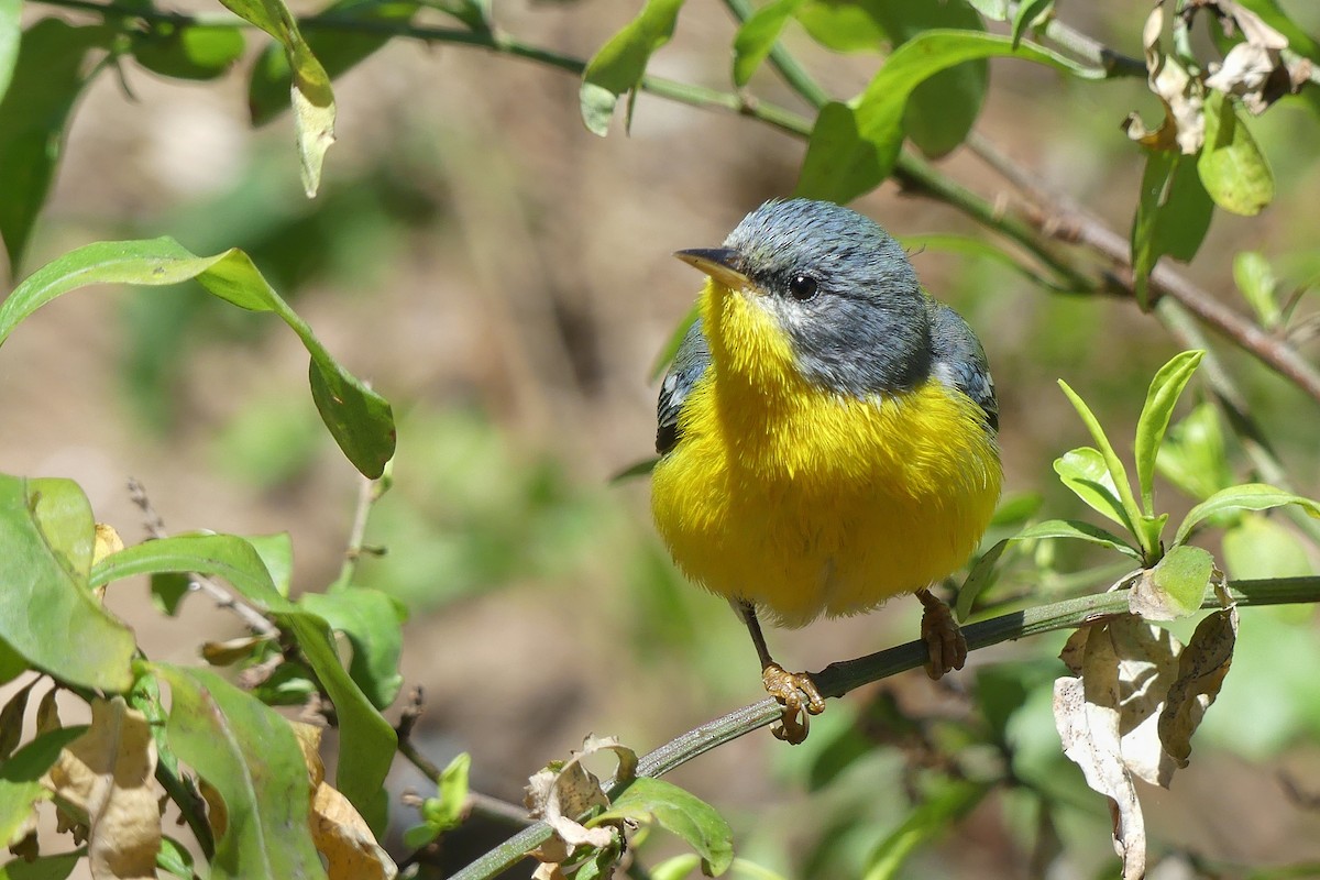 Tropikal Parula - ML259693361