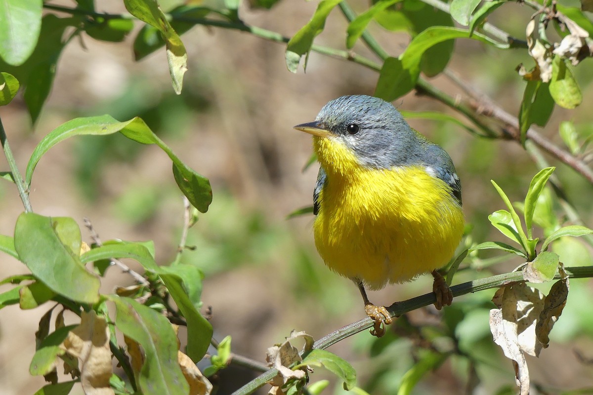 Tropikal Parula - ML259693371