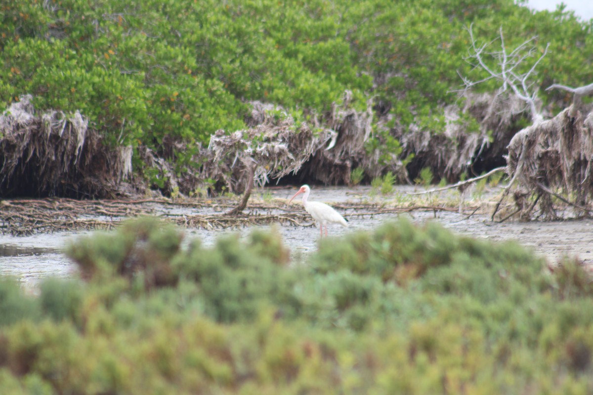 ibis bílý - ML259693601