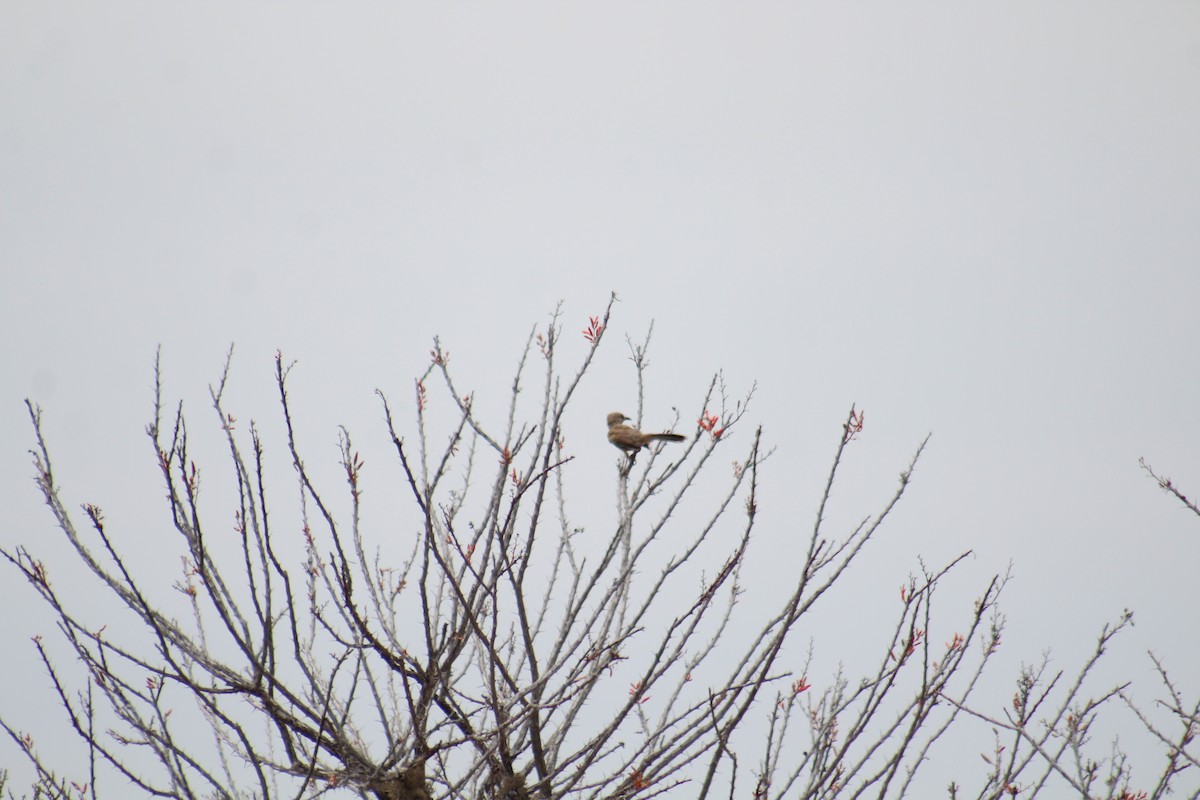 LeConte's Thrasher - ML259693891