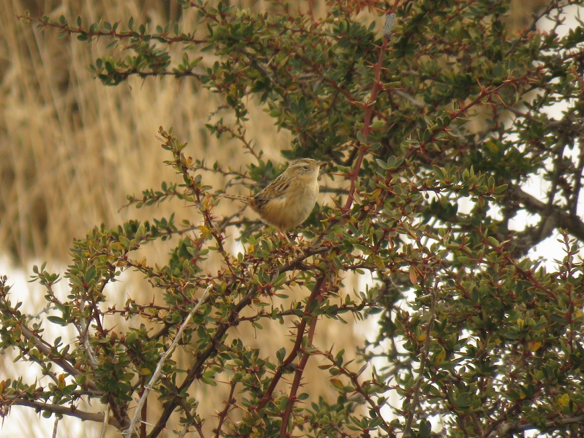 Grass Wren - ML259696061