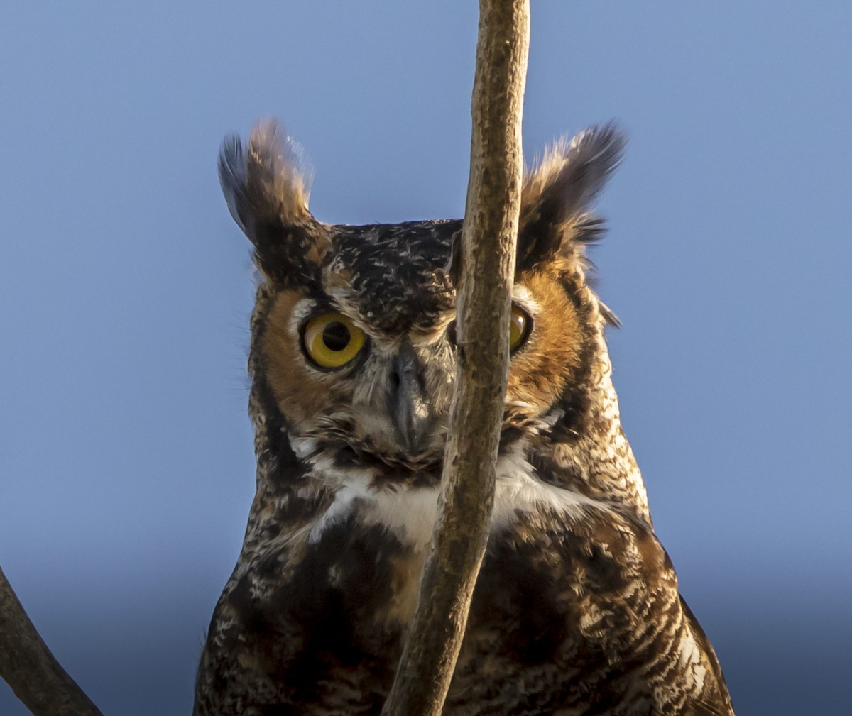 Great Horned Owl - Tom Gannon