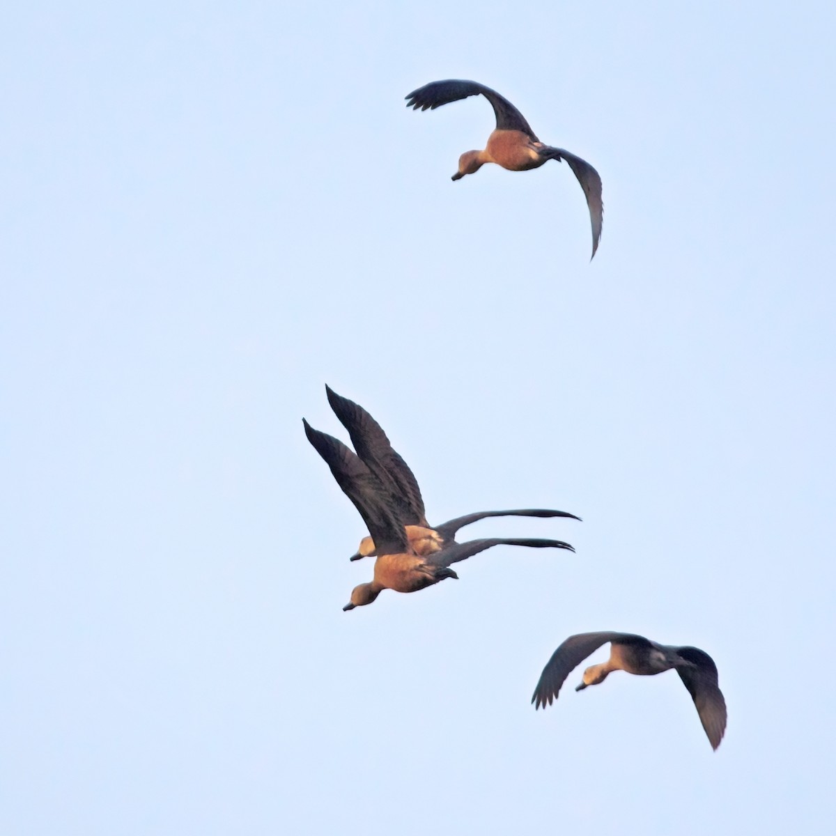 Lesser Whistling-Duck - Sue&Gary Milks