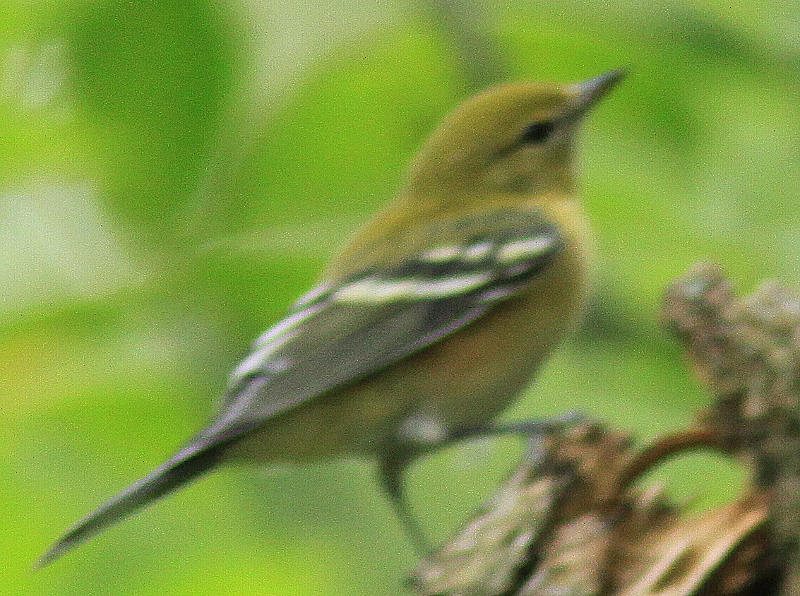 Bay-breasted Warbler - ML259698921
