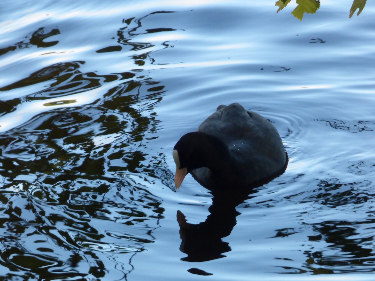 Eurasian Coot - Mike Tuer