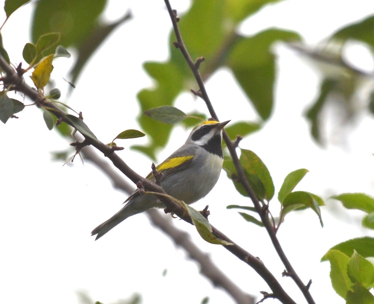 Golden-winged Warbler - Peter Paul