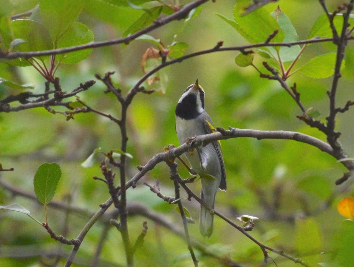 Golden-winged Warbler - Peter Paul