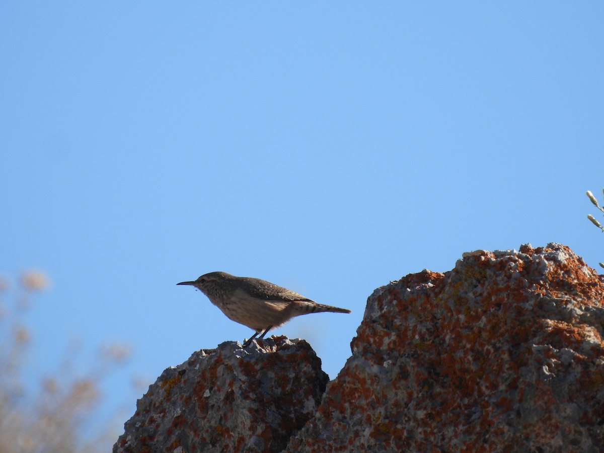 Rock Wren - Tom Wuenschell