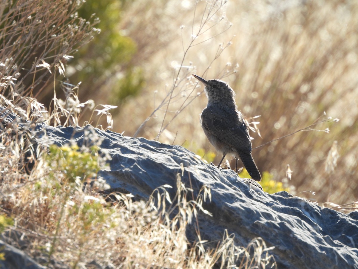 Rock Wren - ML259703331