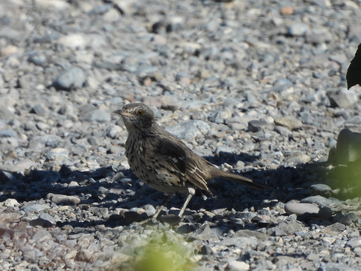 Sage Thrasher - ML259703441