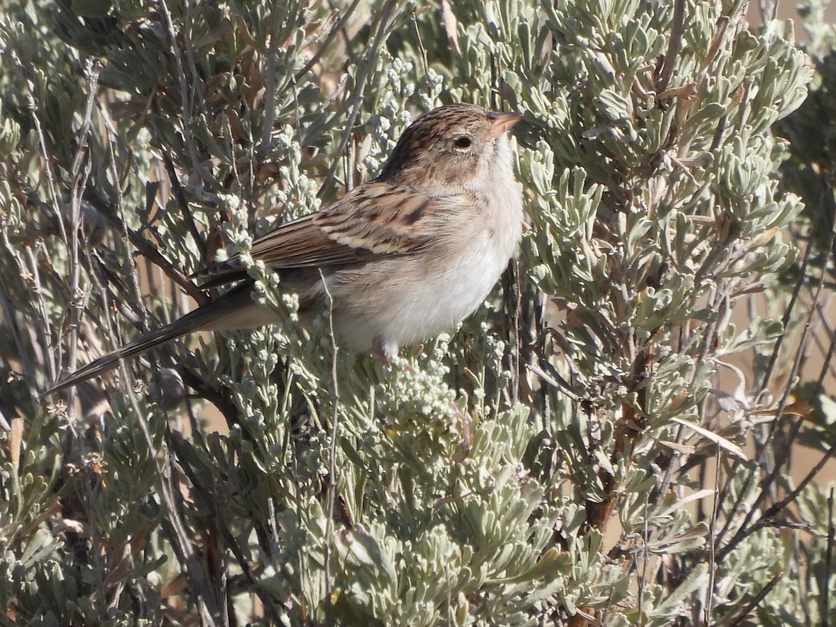 Brewer's Sparrow - ML259703501