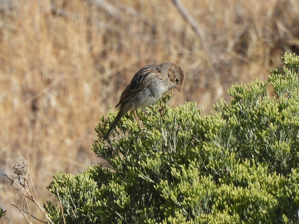 Brewer's Sparrow - ML259703511