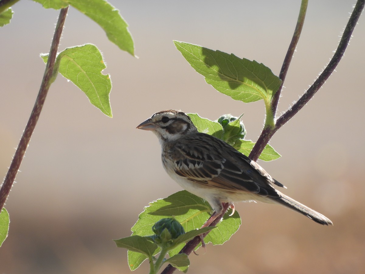 Lark Sparrow - ML259703631
