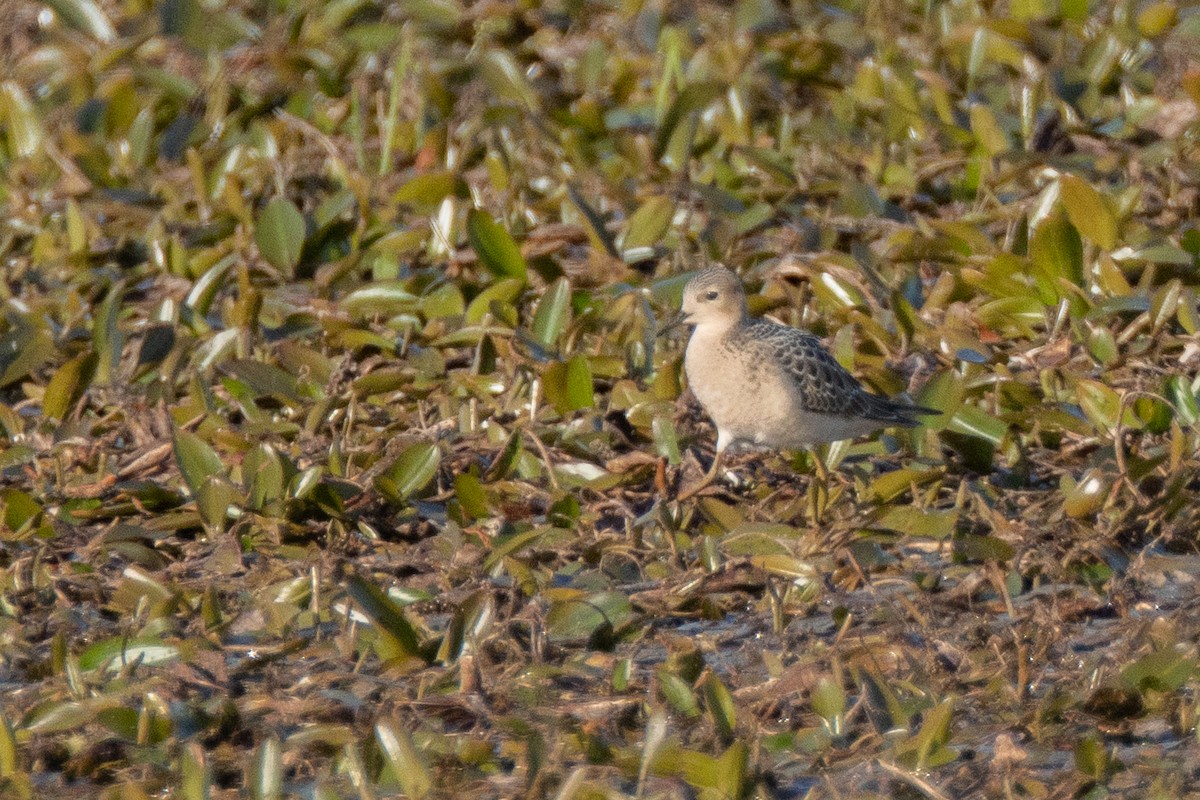 Buff-breasted Sandpiper - ML259704251