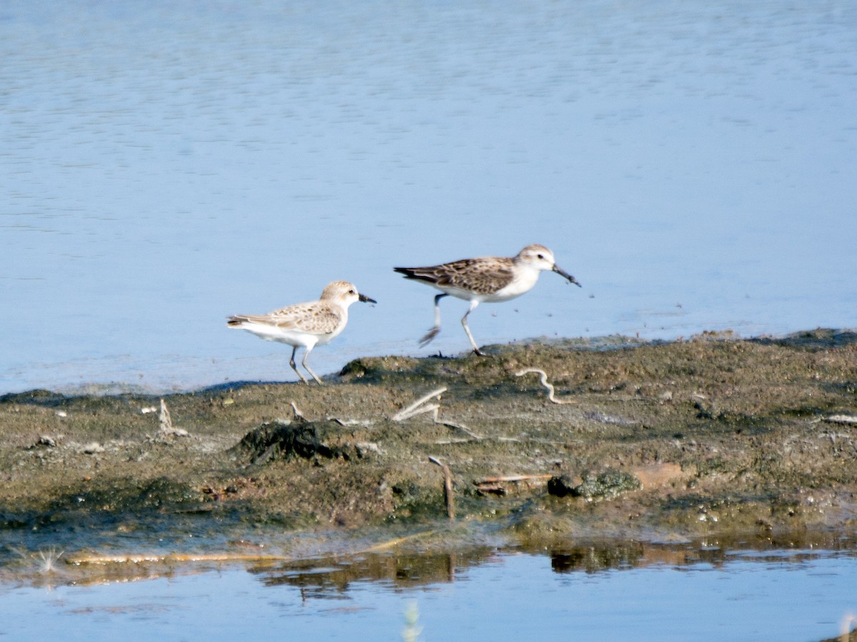 Western Sandpiper - ML259705601