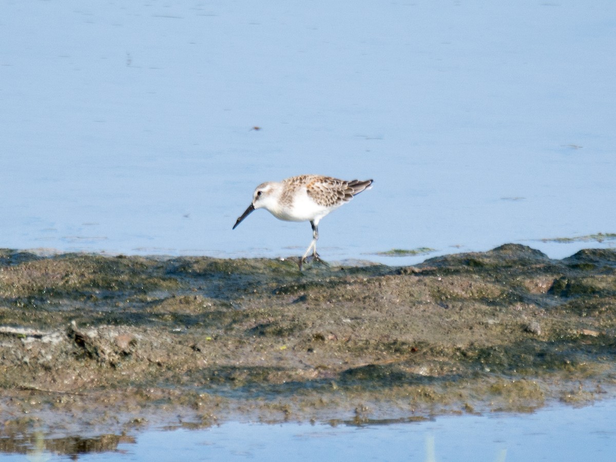 Western Sandpiper - ML259705941