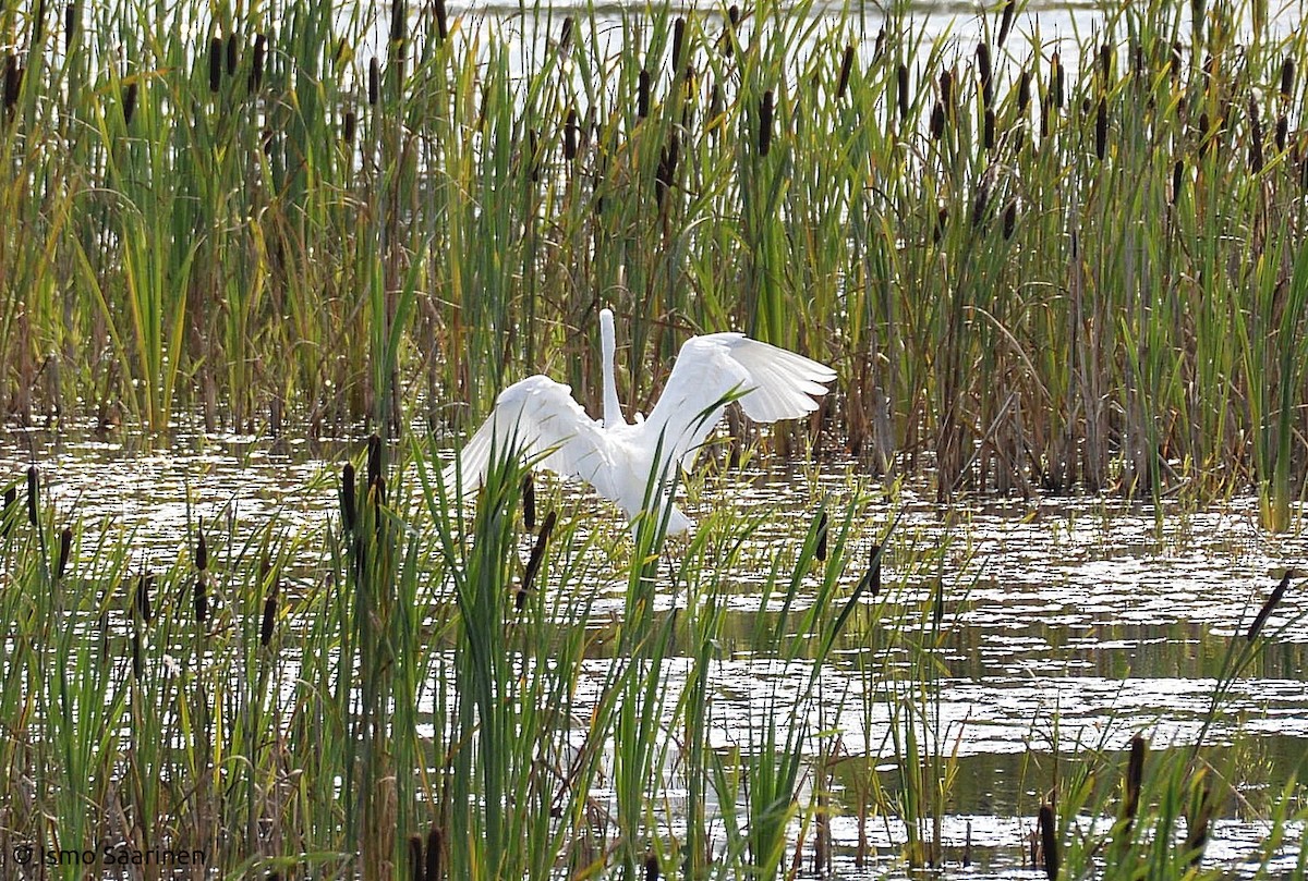 Цасч дэглий - ML259706661