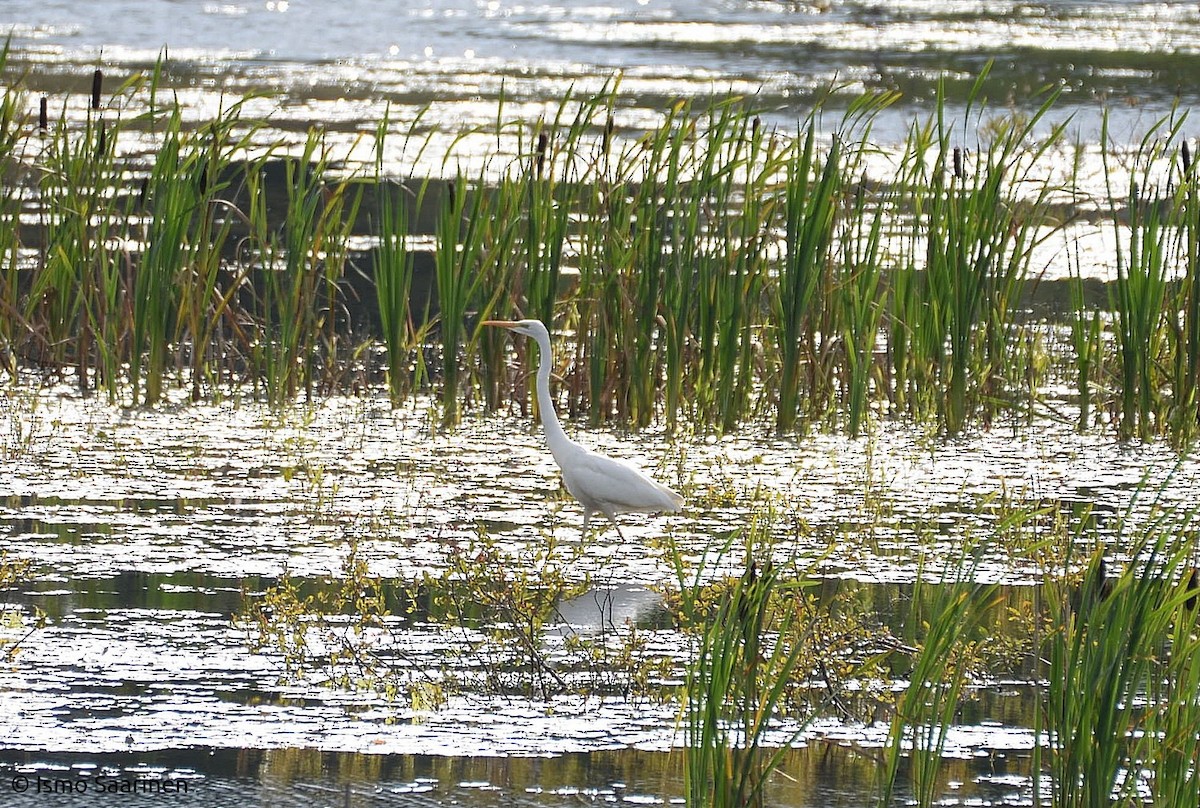 Цасч дэглий - ML259706671