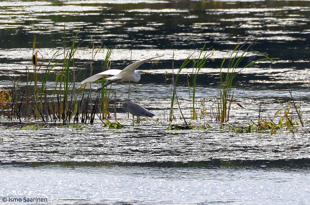 Цасч дэглий - ML259706691
