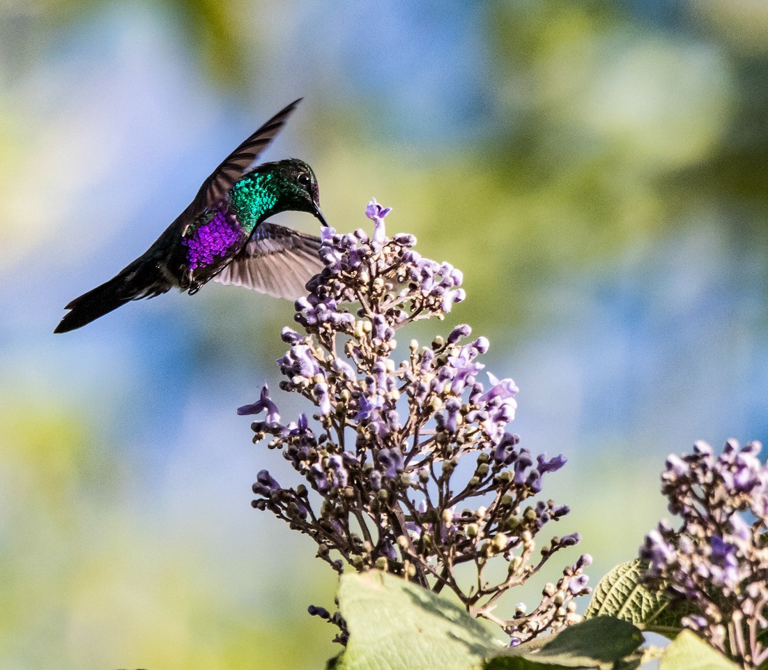 kolibřík vidloocasý - ML259710721