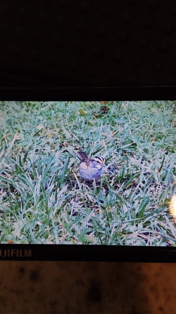 White-throated Sparrow - ML259710761