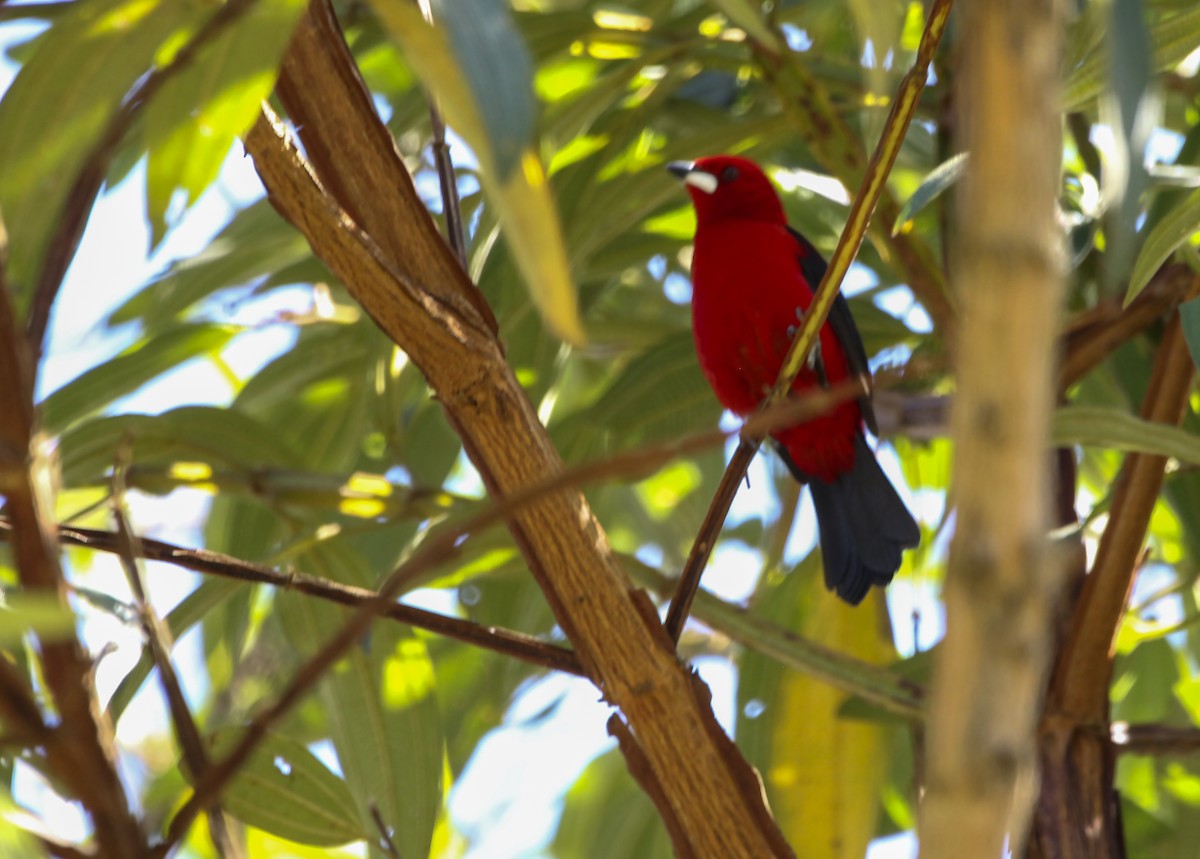 Brazilian Tanager - ML259710971