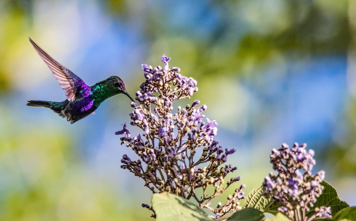 kolibřík vidloocasý - ML259711061