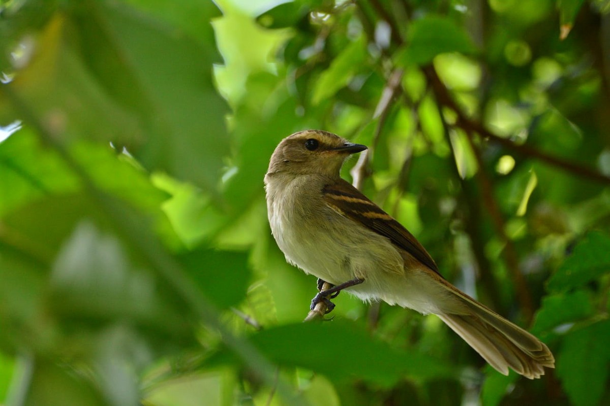 Fuscous Flycatcher - ML259711101