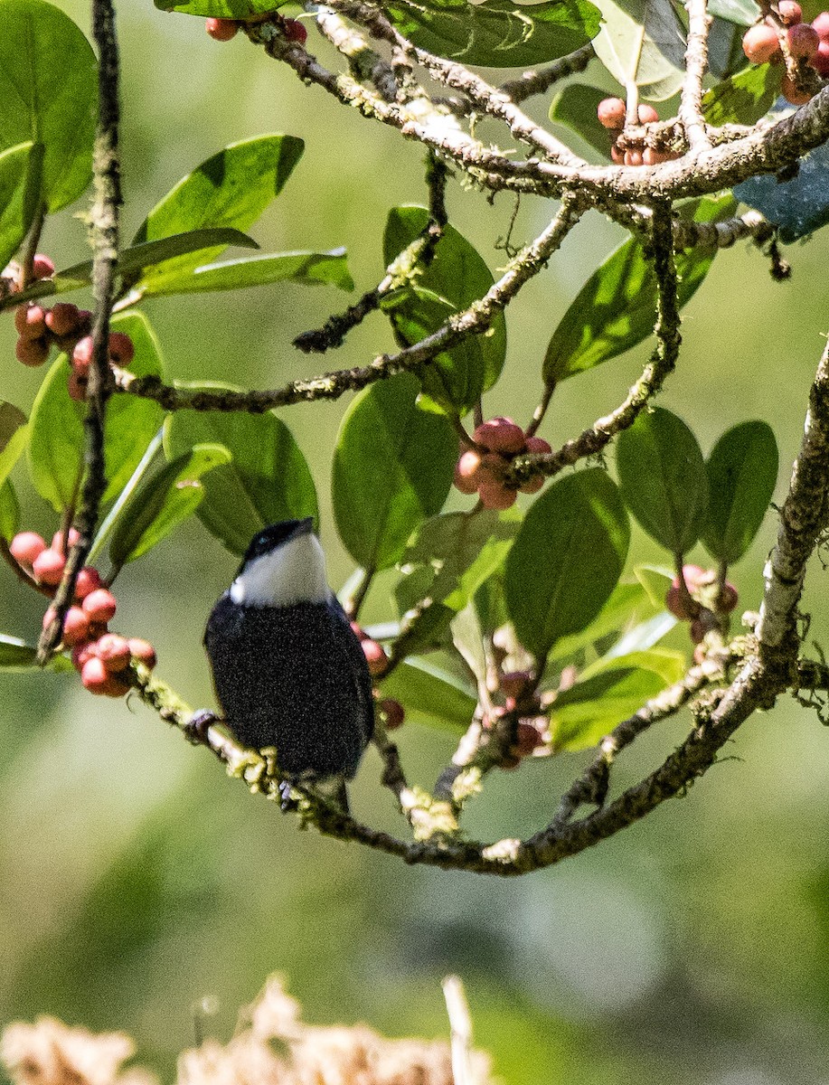 White-ruffed Manakin - ML259711351