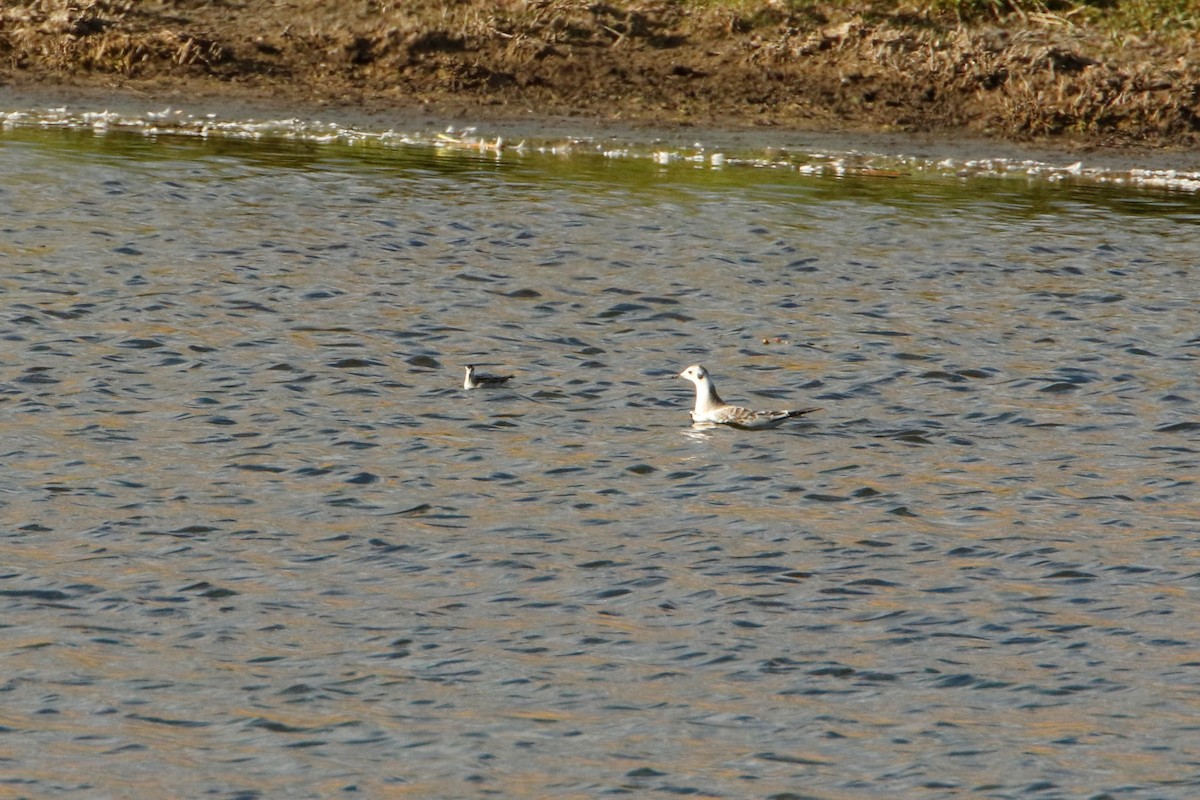 Bonaparte's Gull - ML259714521